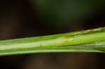 Northern long sedge